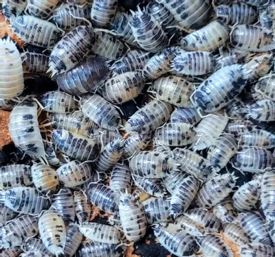 plant/20 ct Porcellio Laevis - "Dairy Cow" Isopods-0-thumbnail