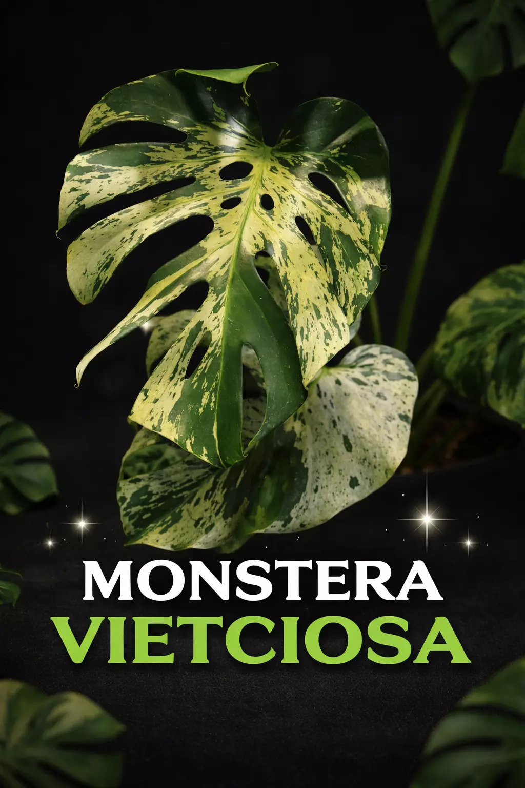 plant/Monstera Vietciosa TC-0