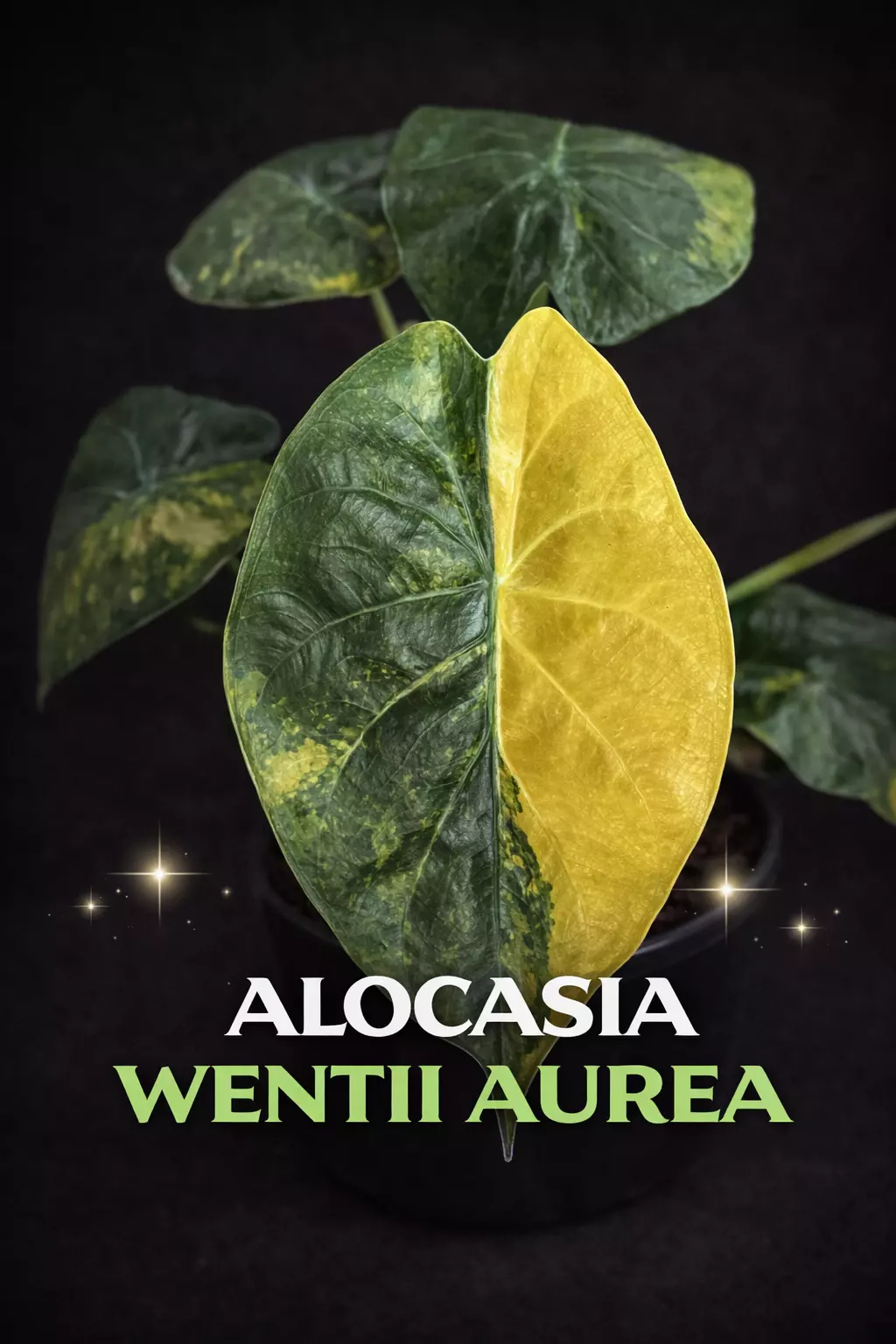 plant/Alocasia Wentii Aurea TC-0
