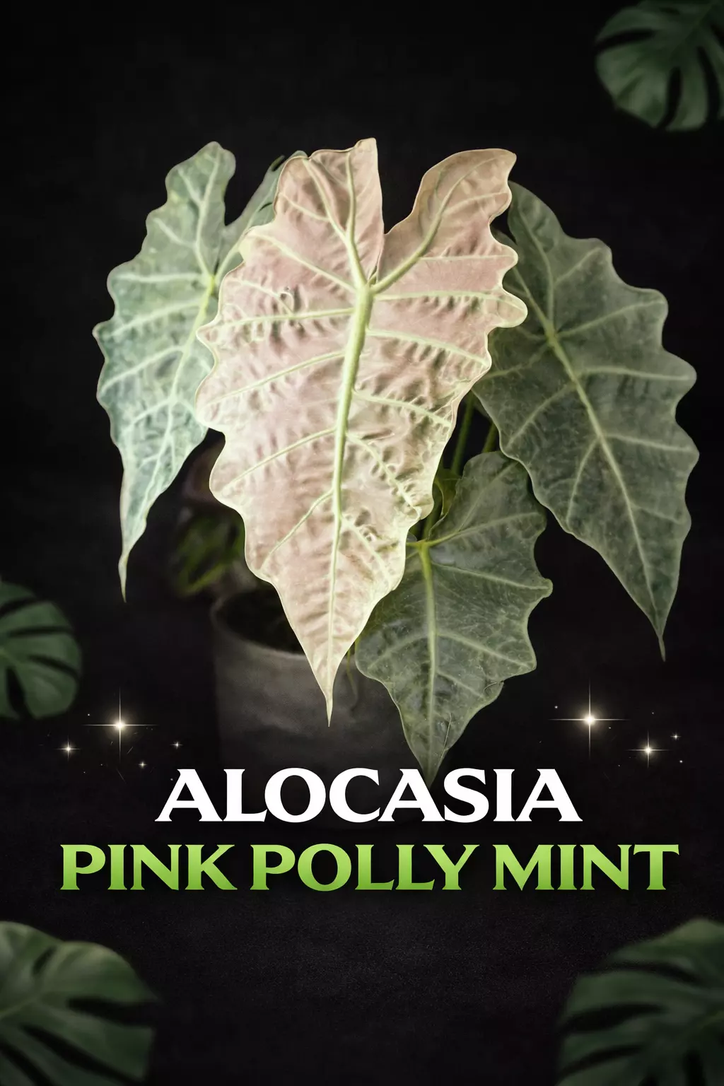 plant/Alocasia Pink Polly Mint TC-0