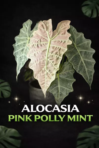 plant/Alocasia Pink Polly Mint TC-0-thumbnail