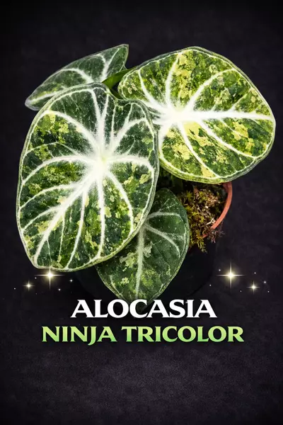 plant/Alocasia Ninja Tricolor TC-0-thumbnail
