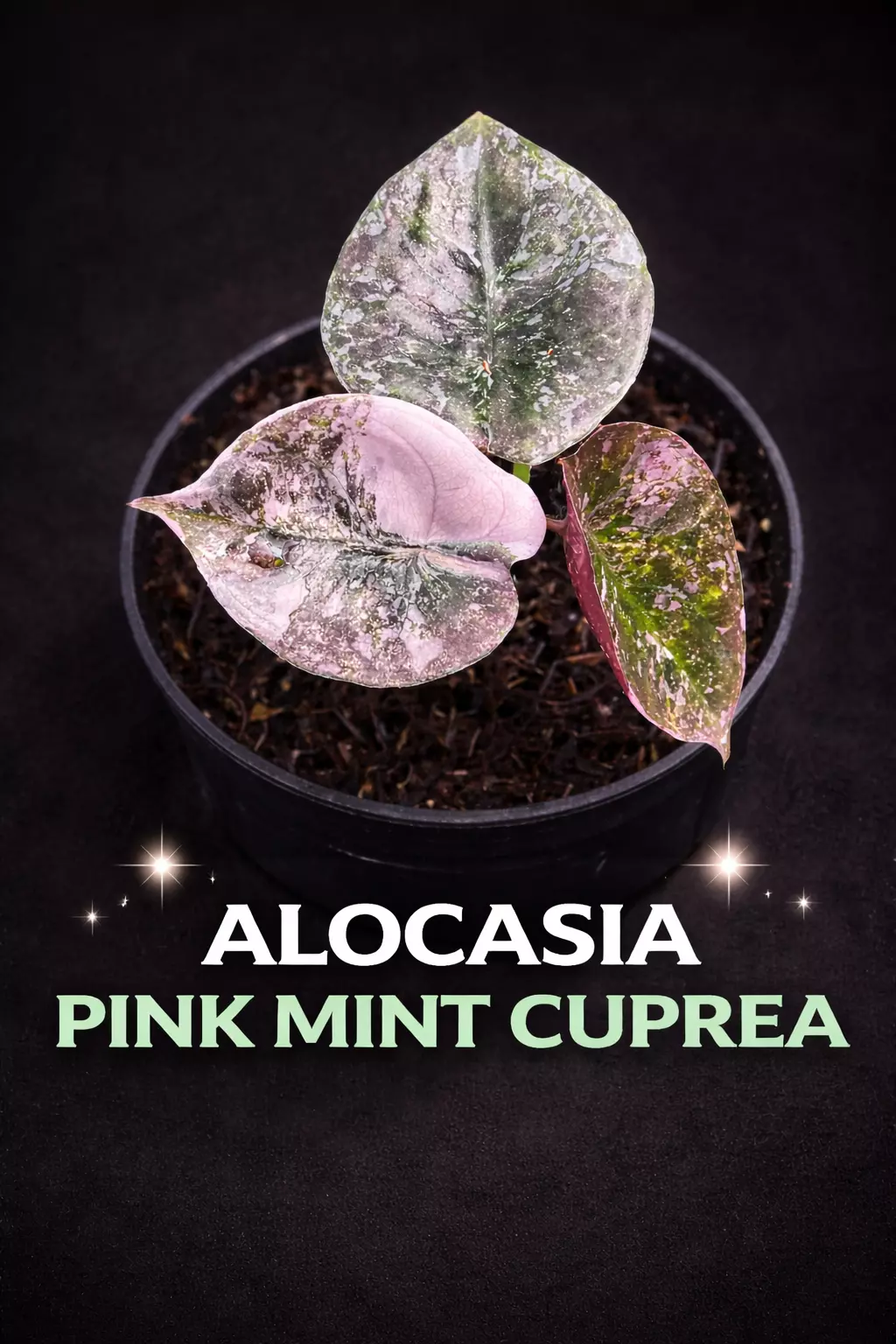 plant/Alocasia Pink Mint Cuprea TC-0