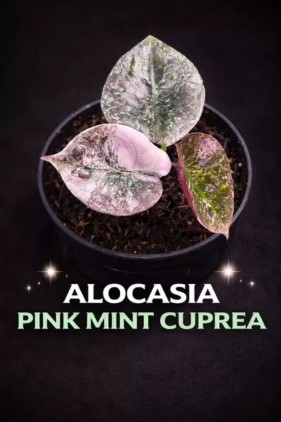 plant/Alocasia Pink Mint Cuprea TC-0-thumbnail