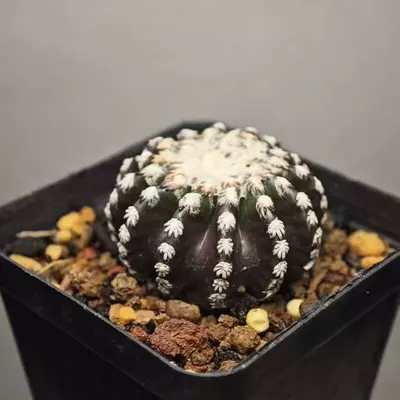 plant/P-08 Gymnocalycium ragonesei-0-thumbnail