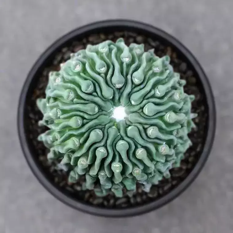 plant/P-09 Aztekium ritteri f. cristata-0