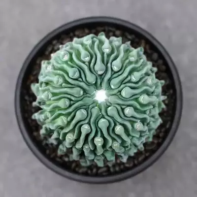 plant/P-09 Aztekium ritteri f. cristata-0-thumbnail