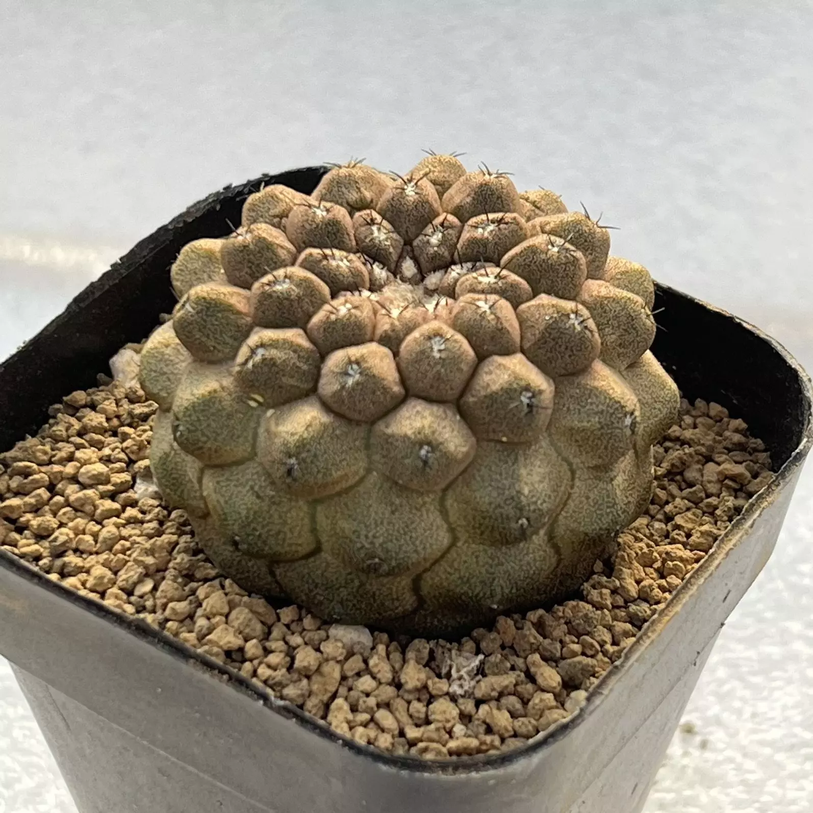 plant/P-07 Copiapoa hypogaea var. barquitensis-0