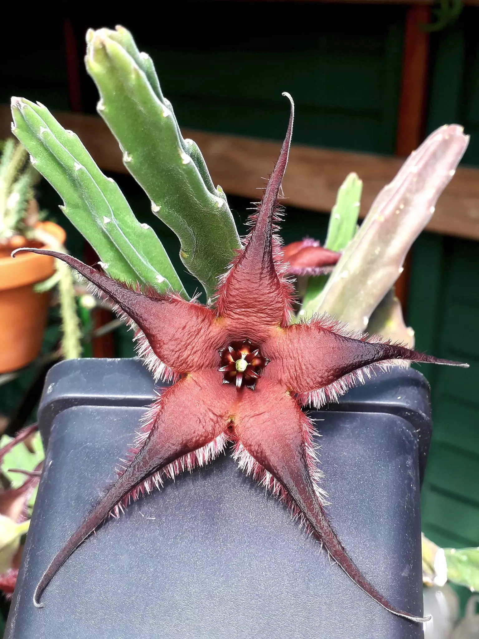 plant/W30 Stapelia pillansii [PVB 1222, Jagerskraal, W of Matjiesfontein, RSA]-0