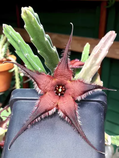 plant/W30 Stapelia pillansii [PVB 1222, Jagerskraal, W of Matjiesfontein, RSA]-0-thumbnail
