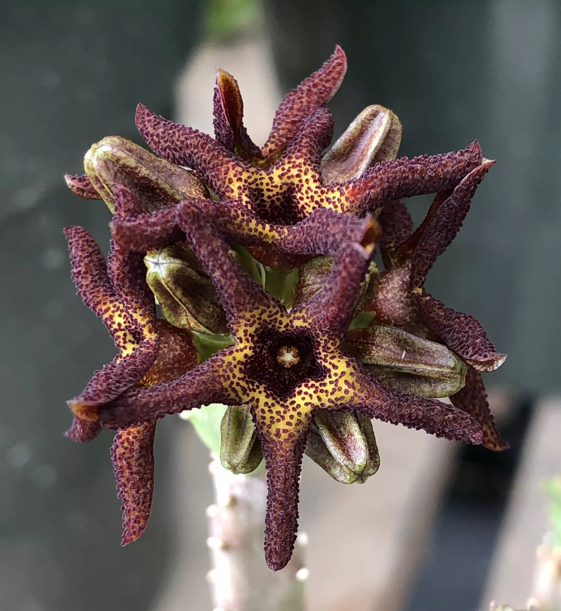 plant/W20 Caralluma tuberculata [Lari Dat, DG Khan, Pakistan]-0