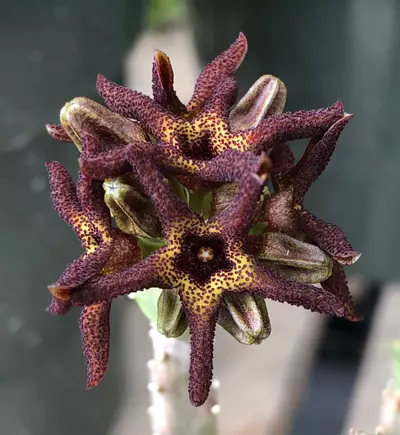 plant/W20 Caralluma tuberculata [Lari Dat, DG Khan, Pakistan]-0-thumbnail