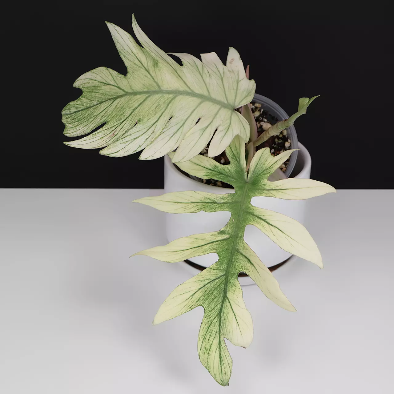 plant/Philodendron Mayoi x Squamiferum Hybrid-0