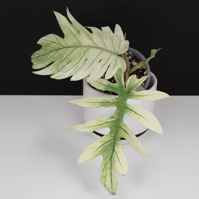 plant/Philodendron Mayoi x Squamiferum Hybrid-0-thumbnail