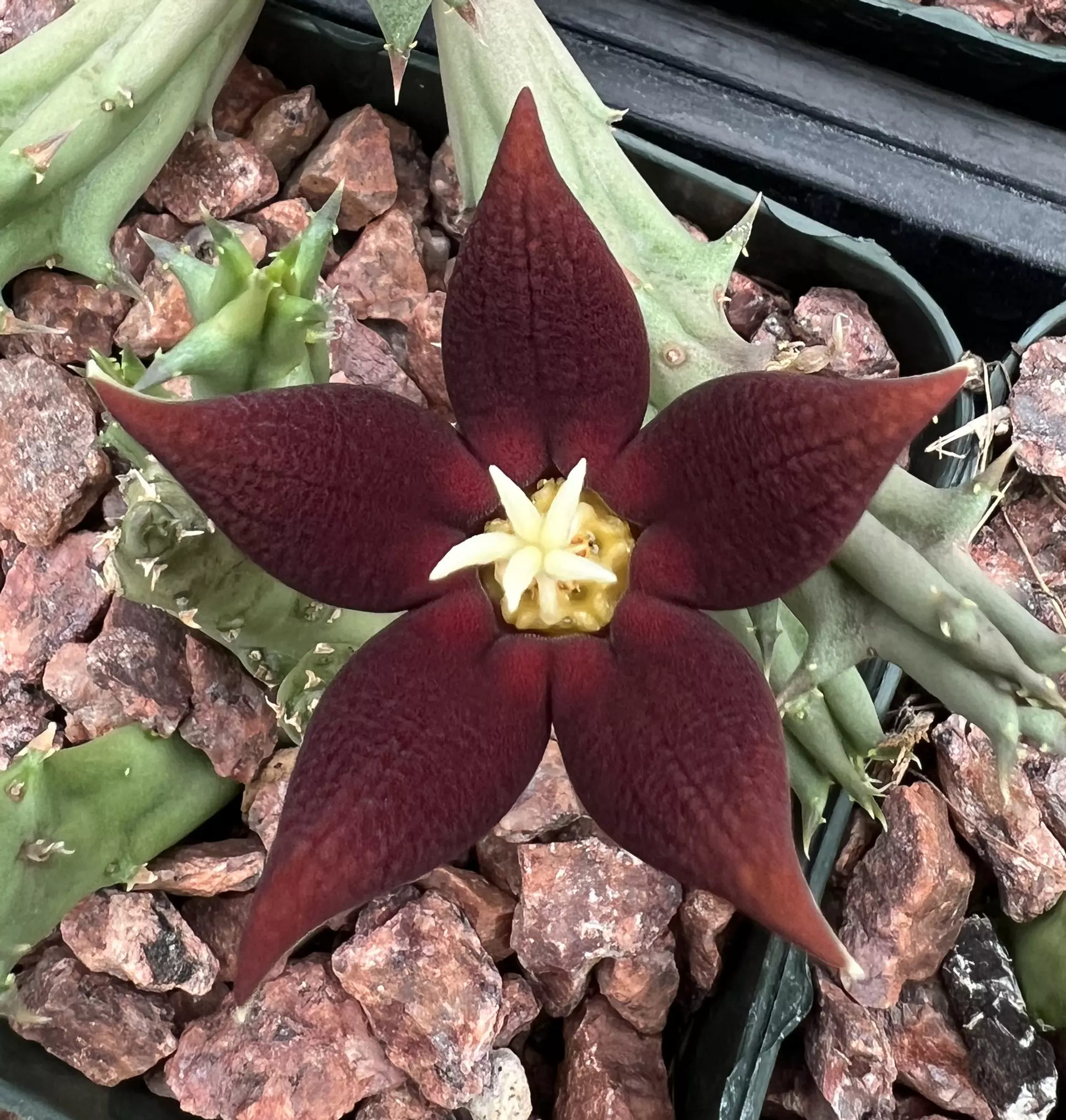 plant/W14 Piaranthus atrosanguineus-0