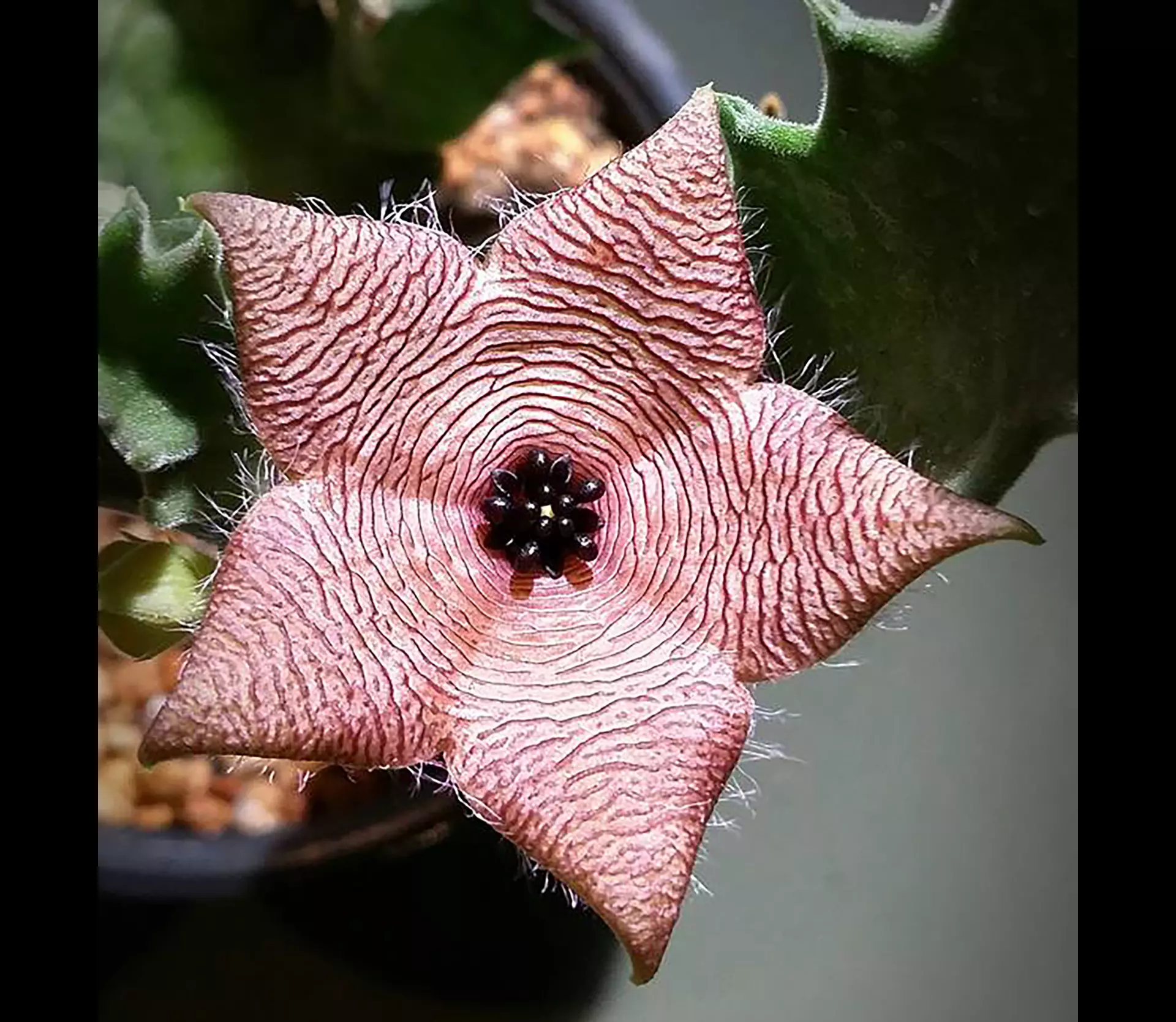 plant/W22 Stapelia clavicorona [Soutpansberg, RSA]-0