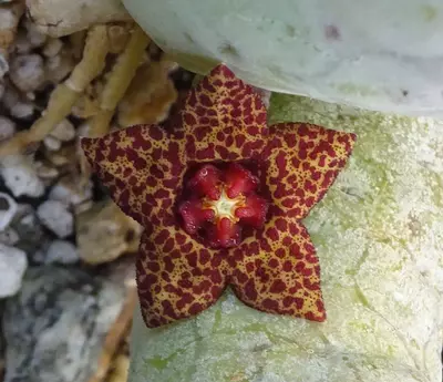 plant/W21 Lavrania haagnerae-0-thumbnail