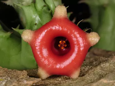 plant/W26 Huernia somalica [Bawn, Somalia]-0-thumbnail