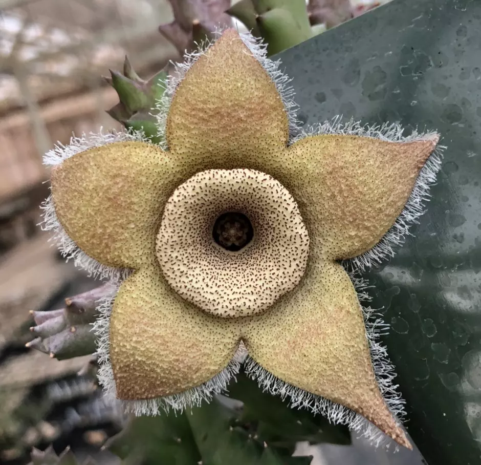 plant/W31 Orbea ciliata-0