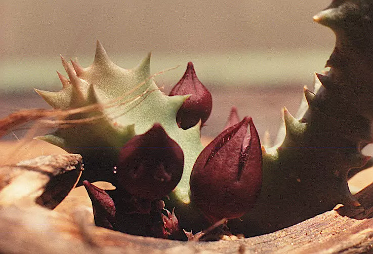 plant/W16 Stapeliopsis saxatilis [KG 351/72]-0