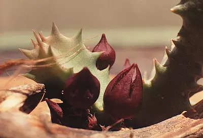 plant/W16 Stapeliopsis saxatilis [KG 351/72]-0-thumbnail
