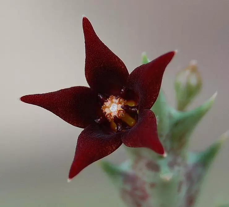 plant/W44 Orbea semitubiflora [SL+UM 3372, Arusha, Tanzania]-0