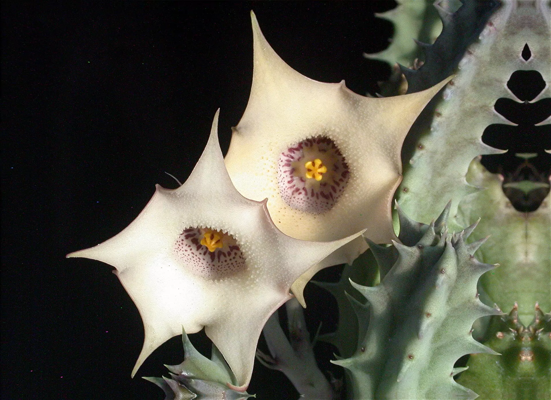plant/W17 Huernia quinta var. blyderiverensis [N of Ohrigstad, RSA]-0