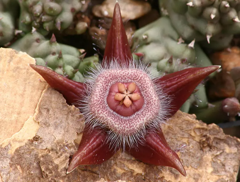 plant/W18 Duvalia corderoyi-0