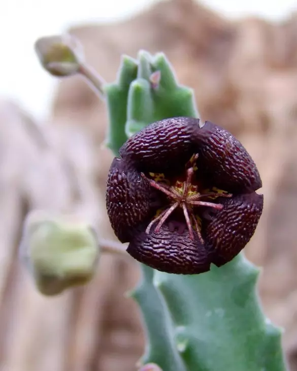 plant/W25 Stapelia engleriana-0