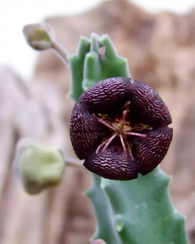 plant/W25 Stapelia engleriana-0-thumbnail