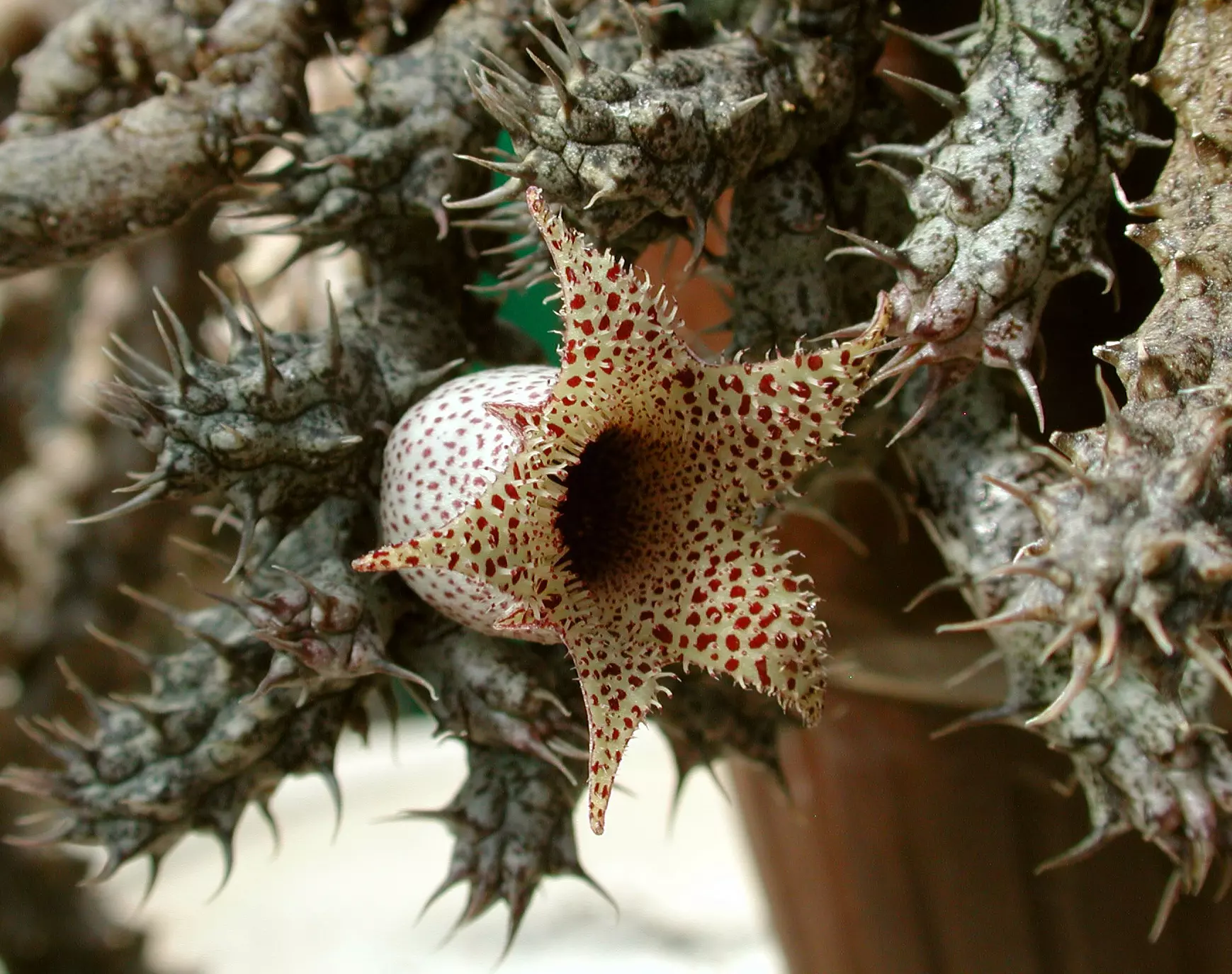 plant/W19 Stapelianthus decaryi [PVB 5960, Manamboro, near Fort Dauphin, Madagascar]-0