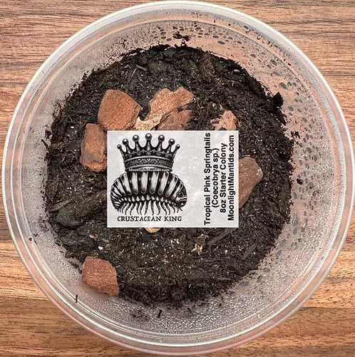 plant/Tropical Pink Springtails (Coecobrya sp.) - NO LAG IN WINTER-0