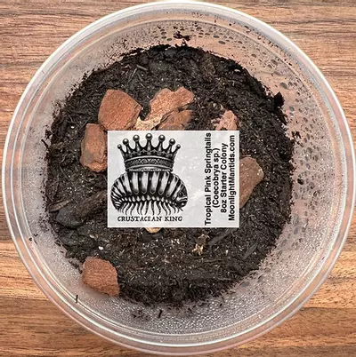 plant/Tropical Pink Springtails (Coecobrya sp.) - NO LAG IN WINTER-0-thumbnail