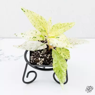 plant/Begonia 'Peppermint' / Variegated Pellionia Repens *Grower's choice*-0-thumbnail