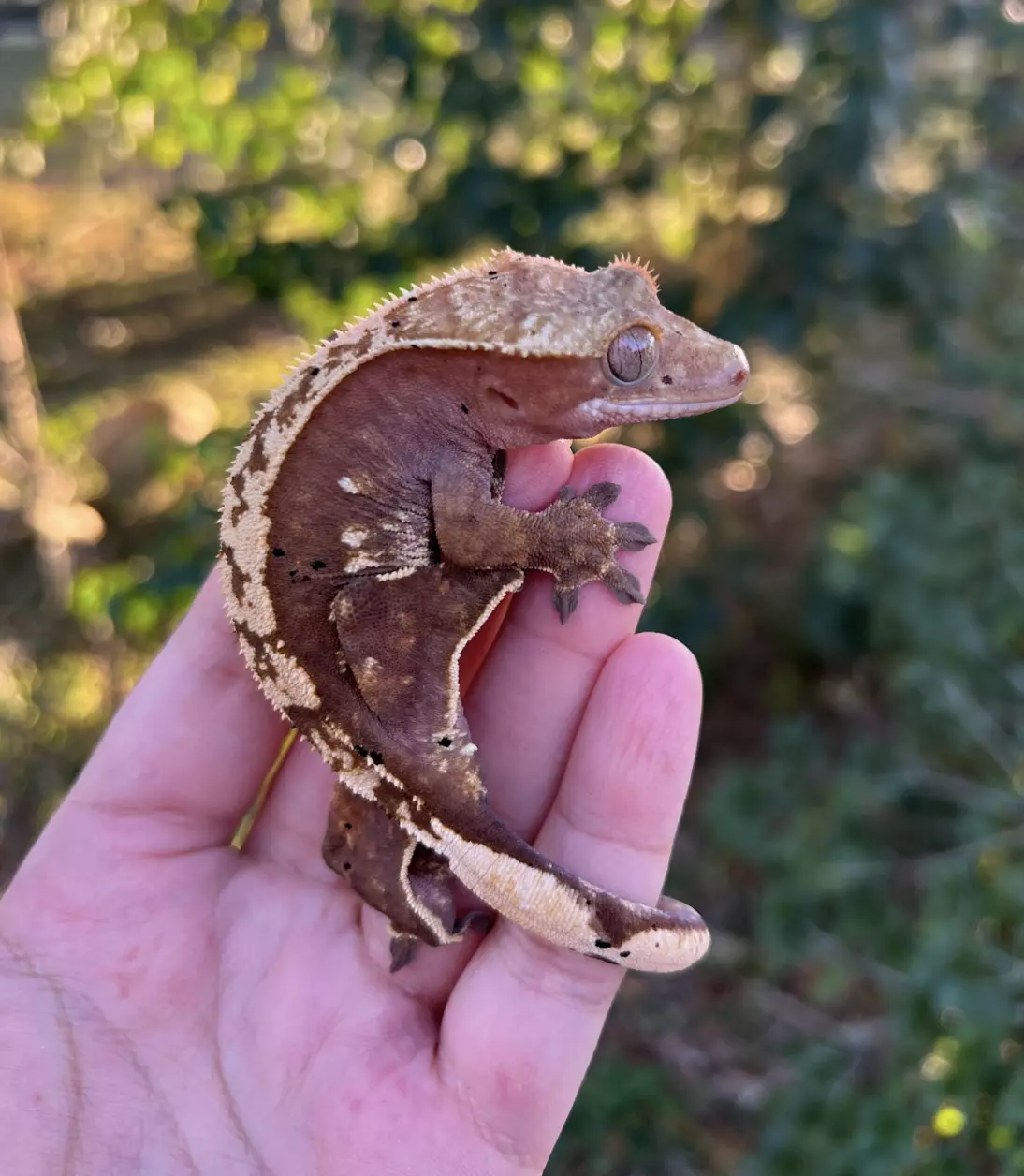 plant/Escandalosa - F-0