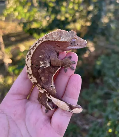 plant/Escandalosa - F-0-thumbnail