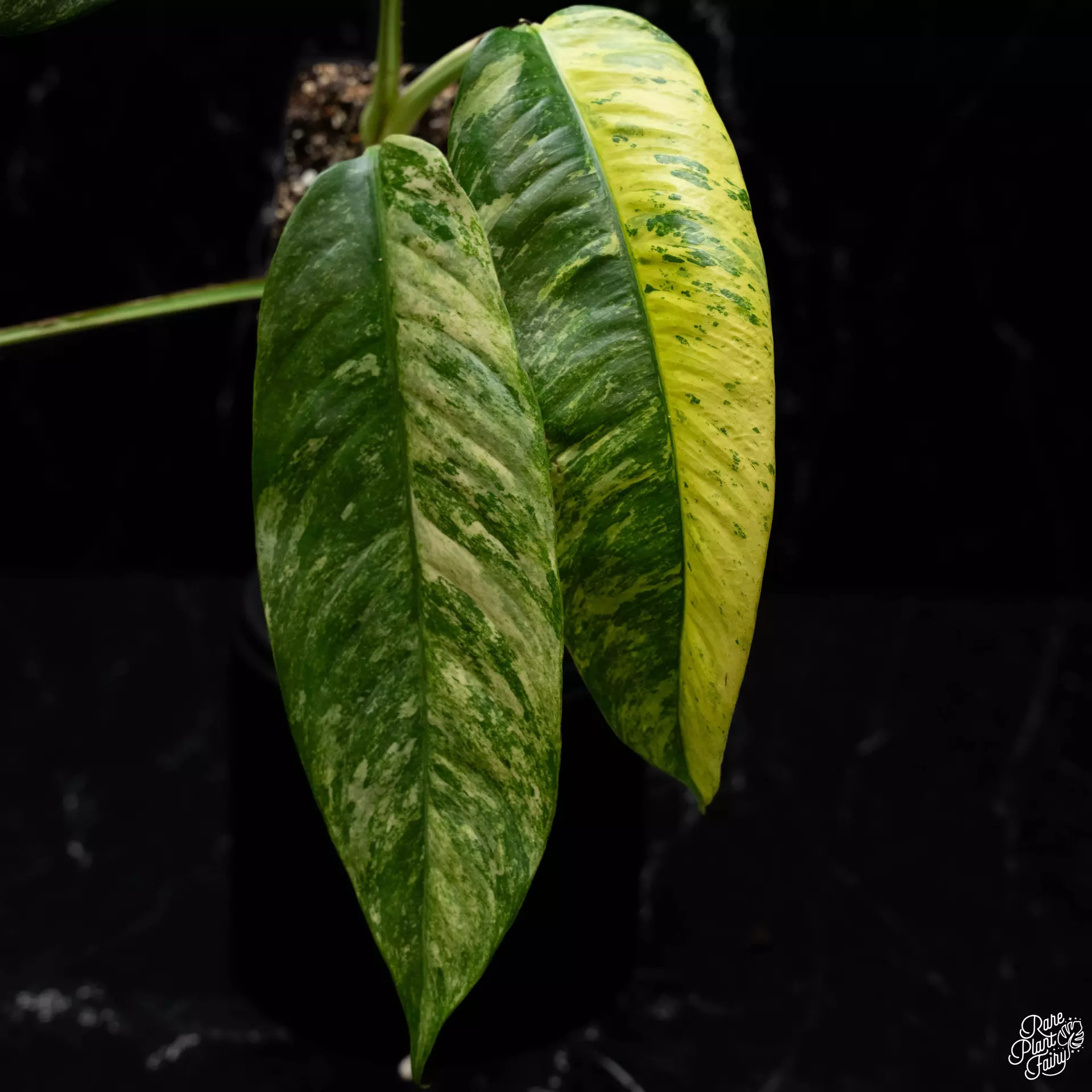 plant/Epipremnum Giganteum Marble Variegated *Grower's choice*-0