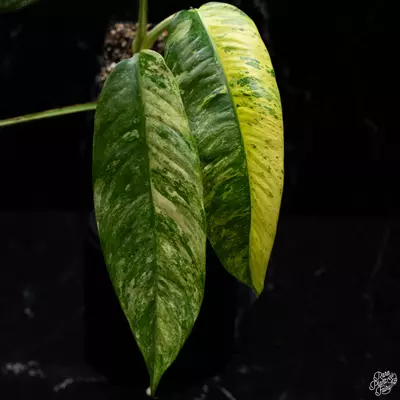 plant/Epipremnum Giganteum Marble Variegated *Grower's choice*-0-thumbnail