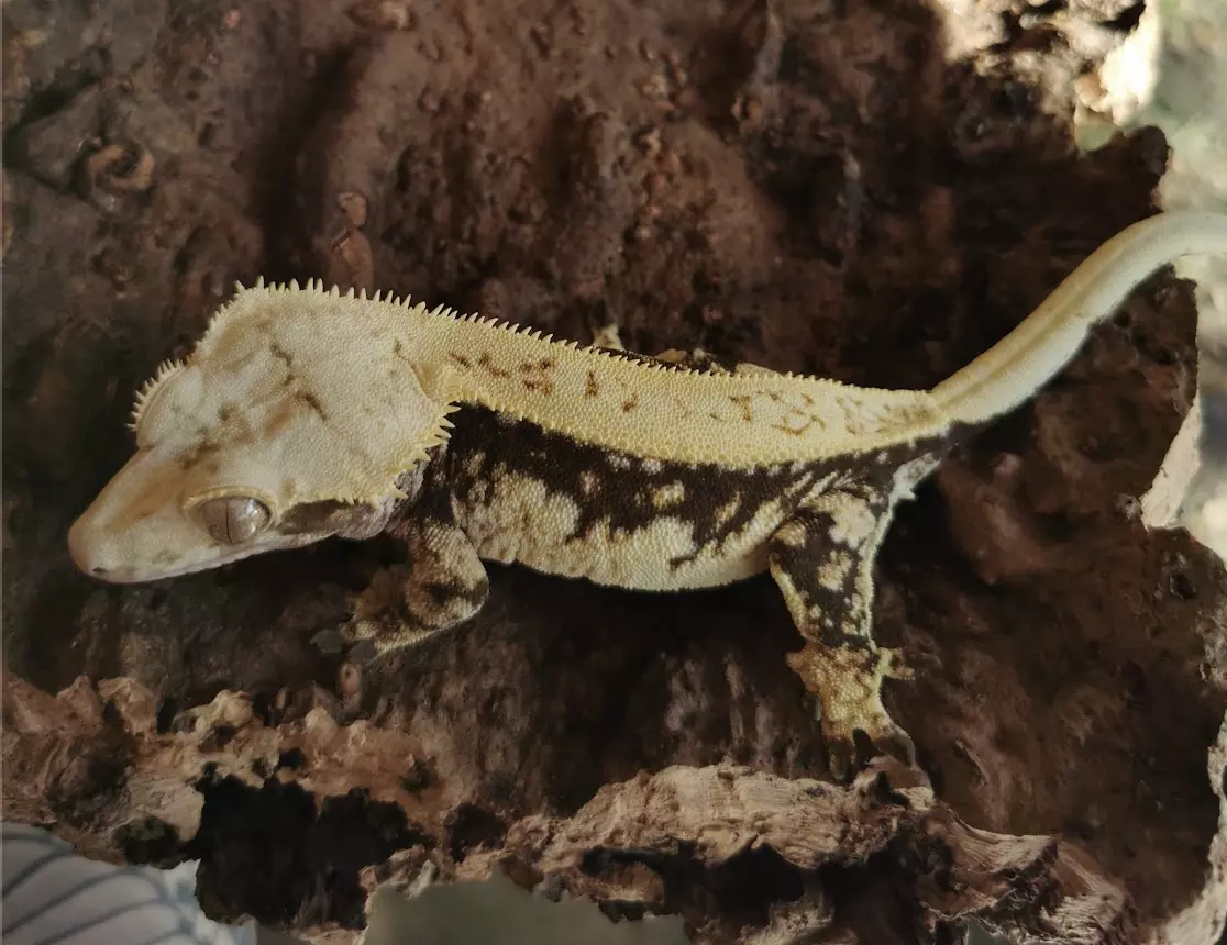 plant/Rukia - PROVEN F-0