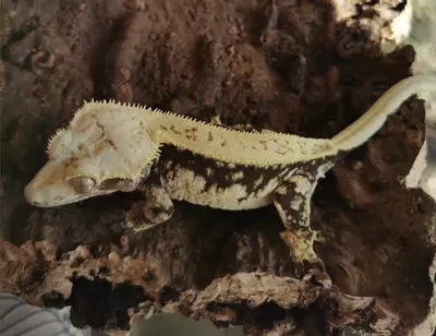 plant/Rukia - PROVEN F-0-thumbnail