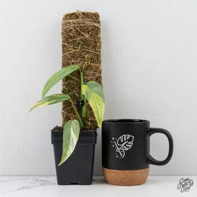 plant/Epipremnum Pinnatum 'Cebu Blue' Variegated *Grower's choice*-0-thumbnail