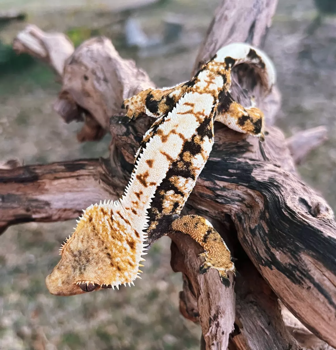 plant/Orion's Drawers - AJD/Emily Burke Line M-0