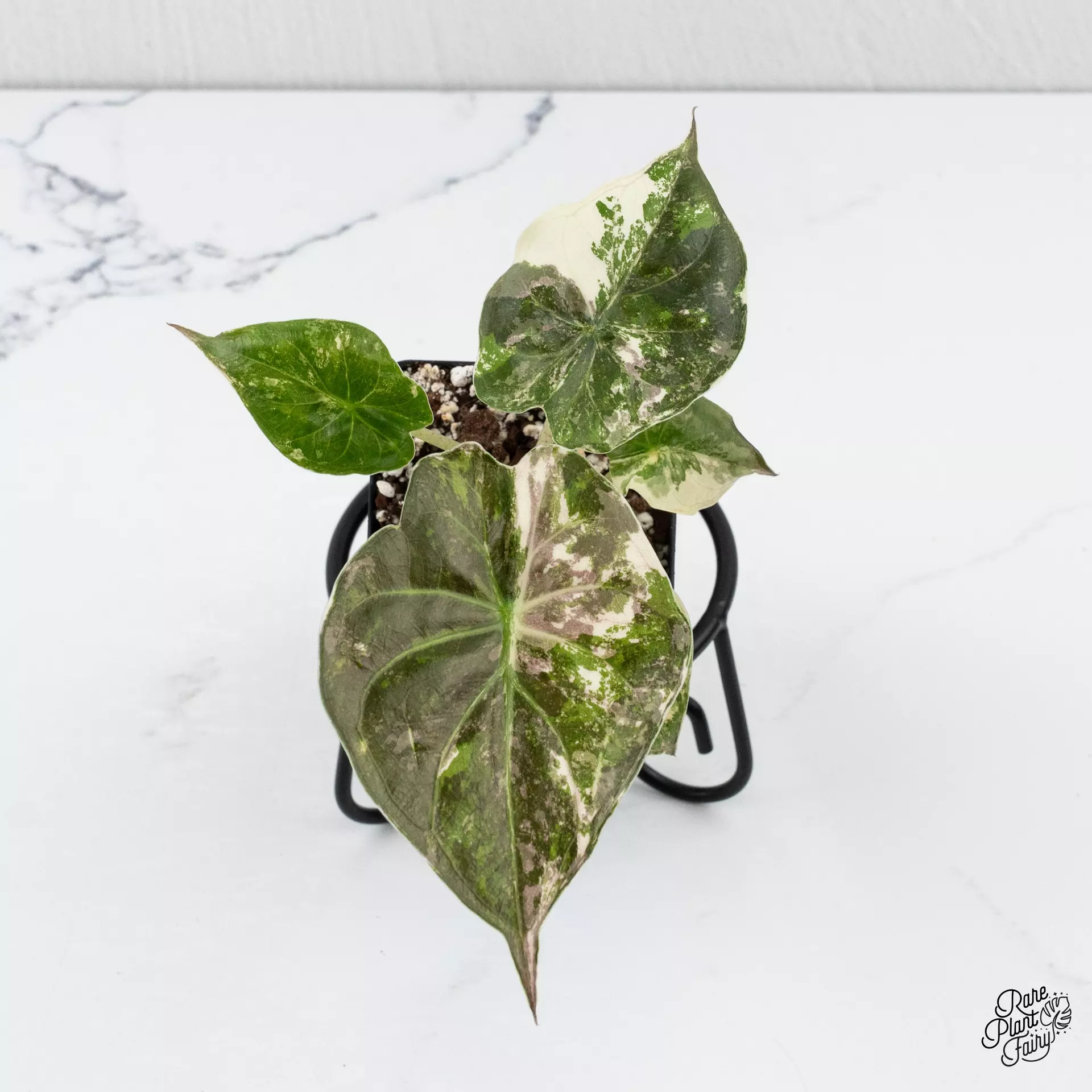 plant/Alocasia 'Uhinkii' Albo/Pink Variegated (Previously Alocasia Wentii) *Grower's choice*-0