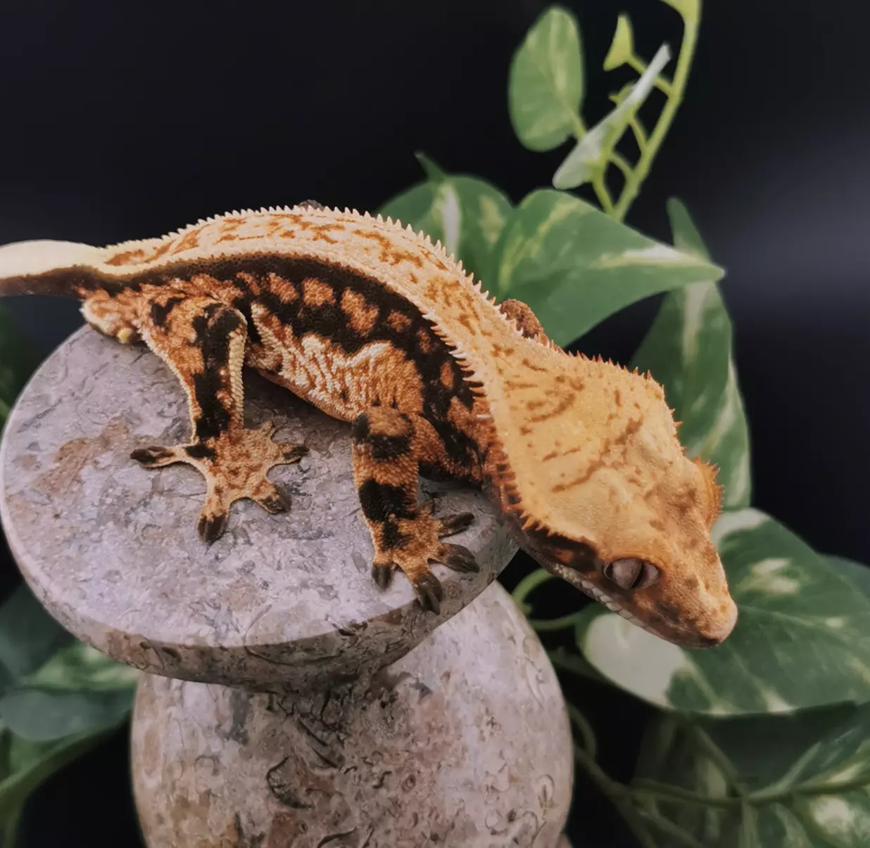 plant/Leonidas - M-0