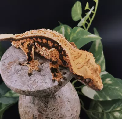 plant/Leonidas - M-0-thumbnail