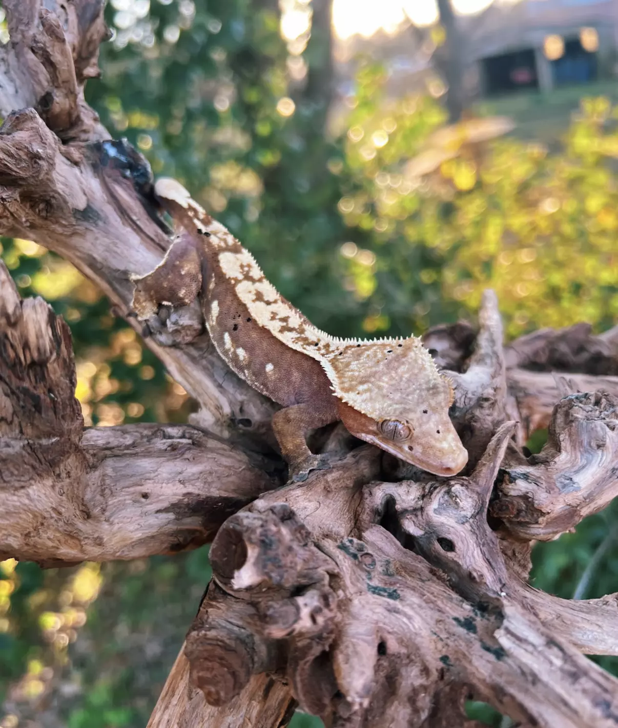 plant/Escandalosa - F-2