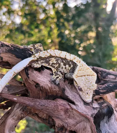 plant/Steven - M-0-thumbnail