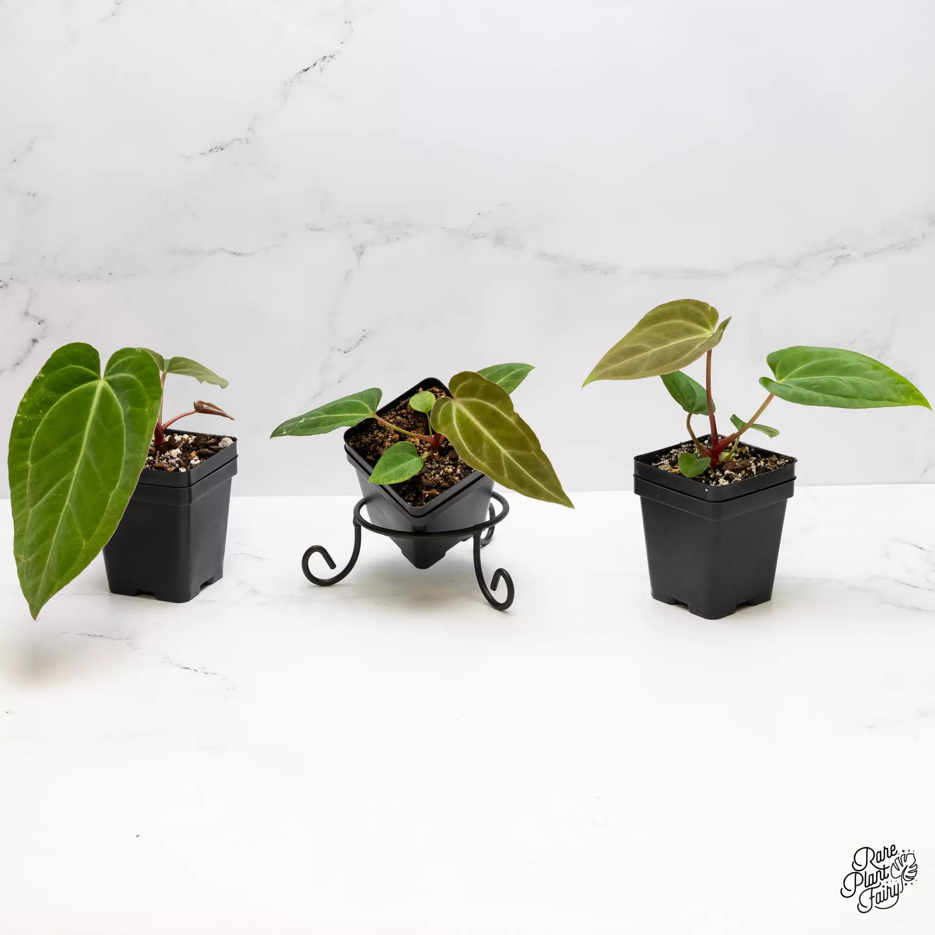 plant/Anthurium sp. "RPF Living Wall" *Grower's Choice*-0