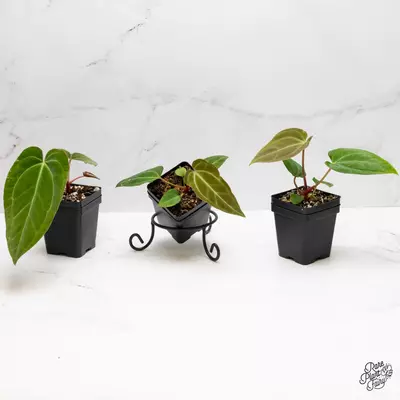 plant/Anthurium sp. "RPF Living Wall" *Grower's Choice*-0-thumbnail