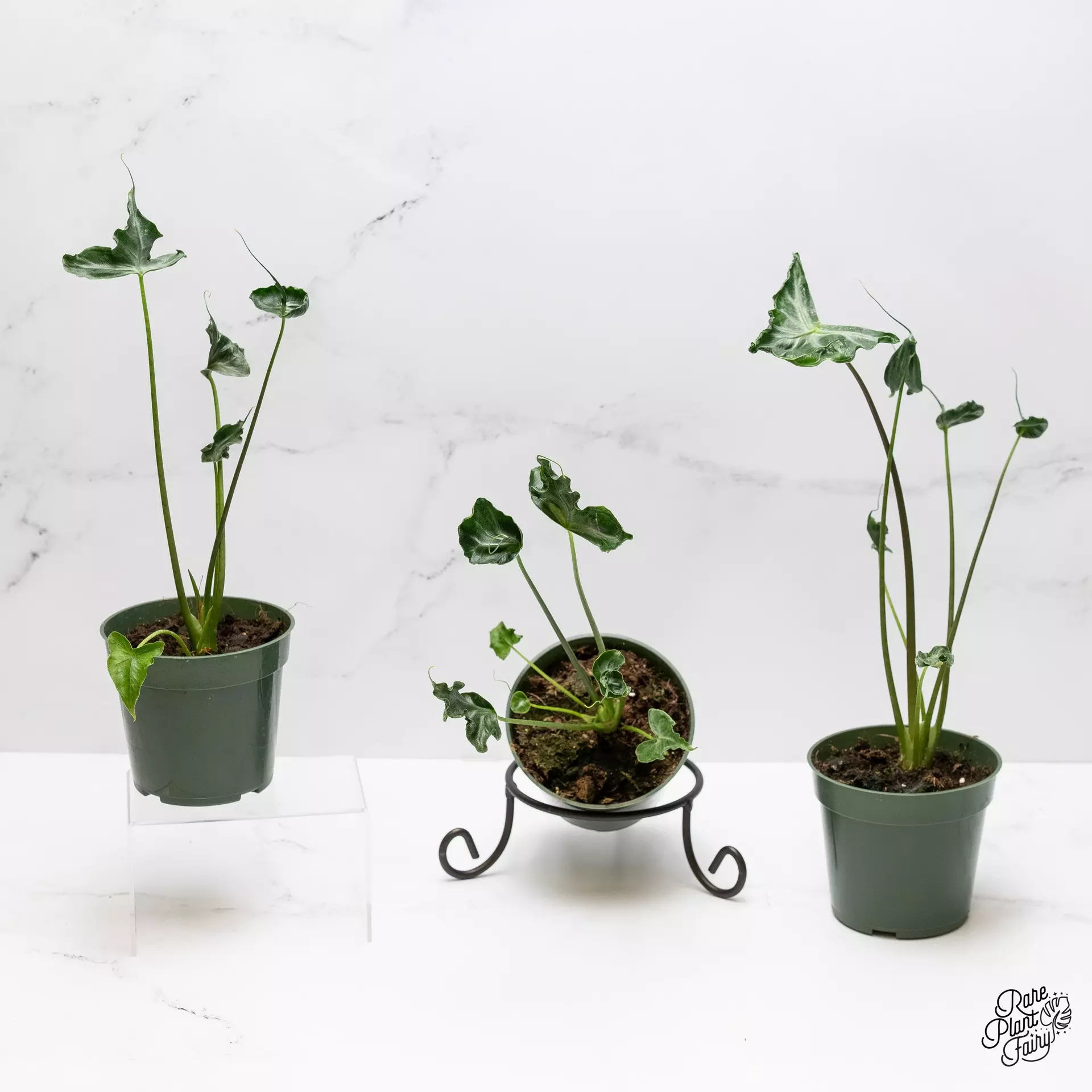 plant/Alocasia 'Teletubbies' *Grower's choice*-0